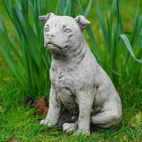 Staffordshire bull terrier dog - staffordshire,