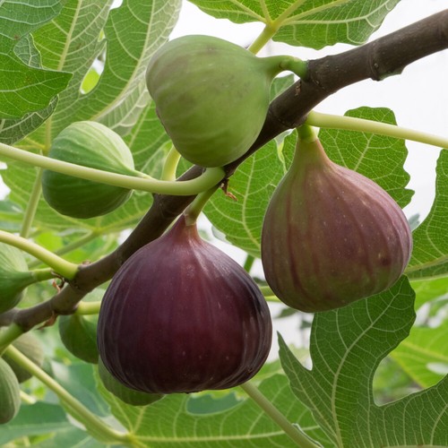 Standard fig tree brown - fig, tree,