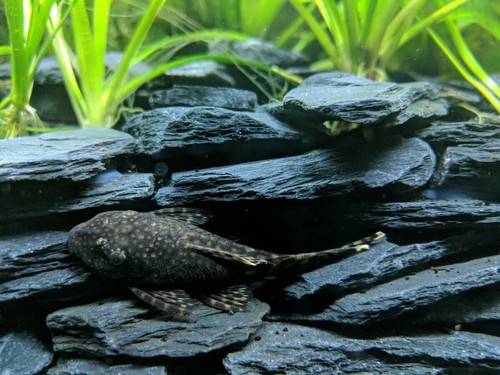 Aquarium stone rock - rock, natural