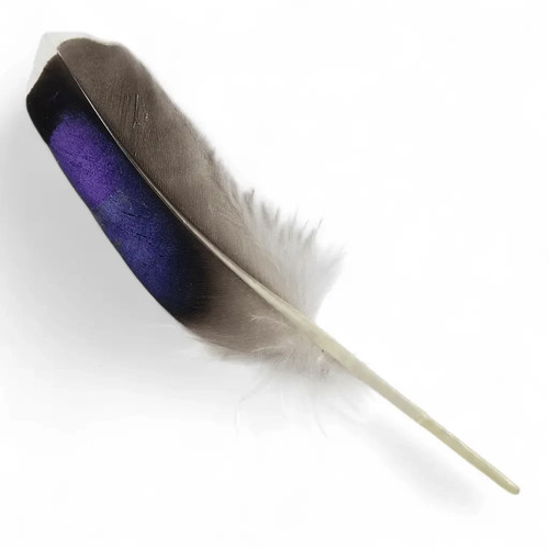 Mallard blue wing quills - blue,