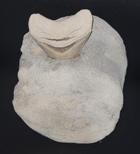 Fossilised Whale Bone With