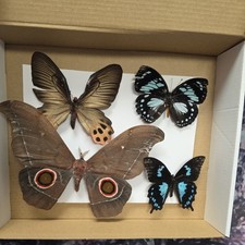 Box2 Mix grade insect