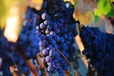 Vitis Boskoop Glory Black Grape Vine Climbing Fruit Plant 3-4ft in a 3 Litre Pot