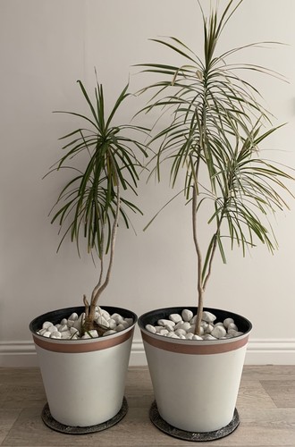 Houseplants dracena dragon - 2, dracena/dragon