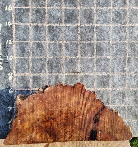 Timber scottish burr elm - elm, blank