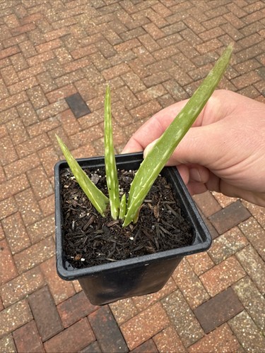 Aloe vera plant cm pot - aloe,