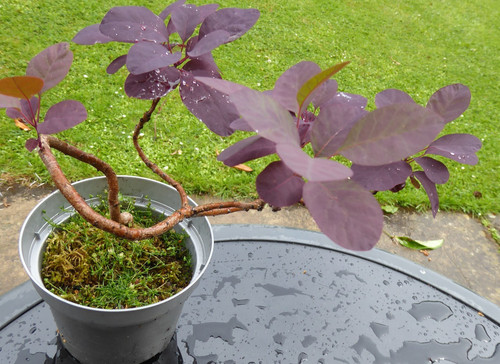 Cotinus smoke bush - bush, royal