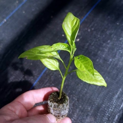 Pepper hot chilli thai - 2x,