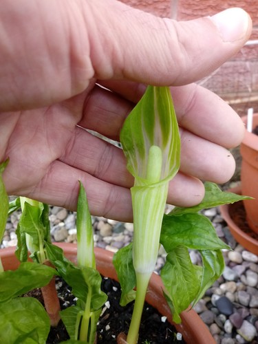 Rare 1xarisaema amurense - rare,