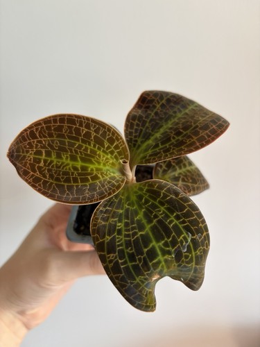 Macodes petola jewel orchid - jewel,