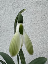 Galanthus 'Morgana' Snowdrop