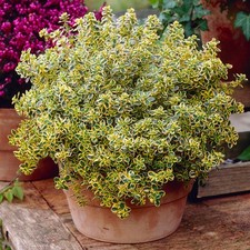 Thyme Lemon Variegated -