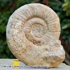 Fossil ammonite perisphinctes - ammonite,
