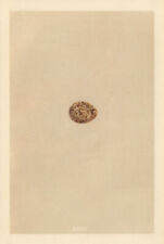 BRITISH BIRD EGGS. Quail