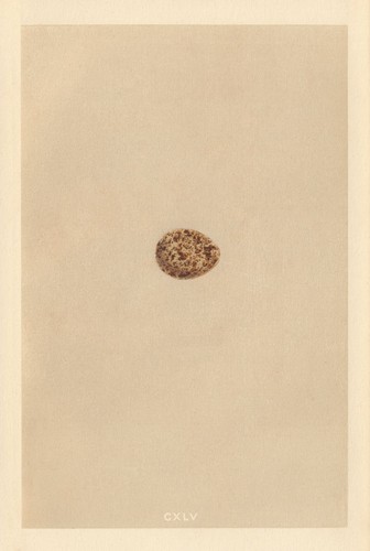 British bird eggs quail - bird,