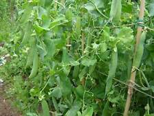 PEA FELTHAM FIRST  FIRST EARLY   250 SEEDS