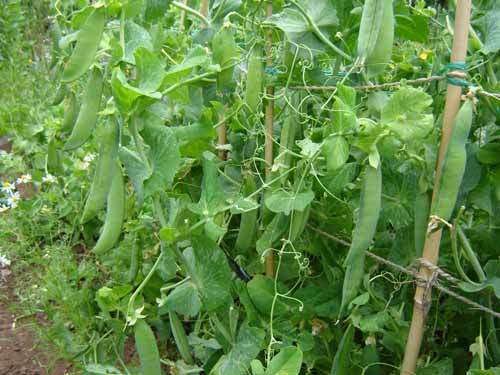 Pea feltham first early - feltham,