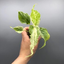 Anthurium Hookeri Variegated -