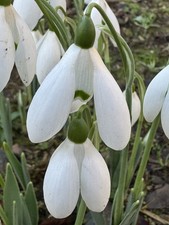 Galanthus Mrs Macnamara