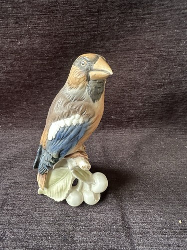 Goebel hawfinch - goebel,