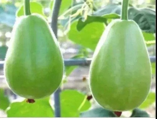 Bangladeshi seeds গ ল - bangladeshi,