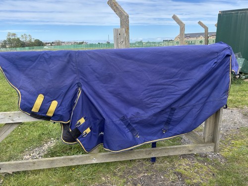 Lightweight equine - lightweight,