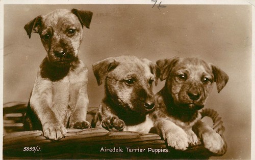 Airedale terrier puppies dog - airedale,