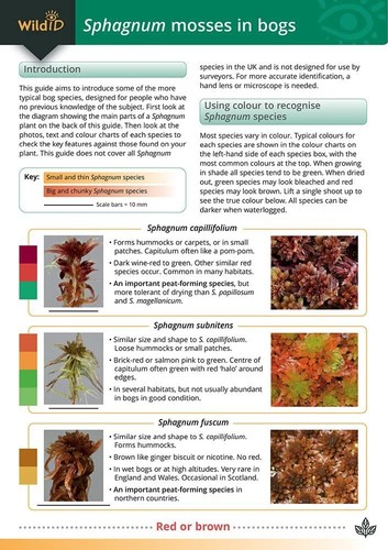 Sphagnum mosses bogs - mosses,
