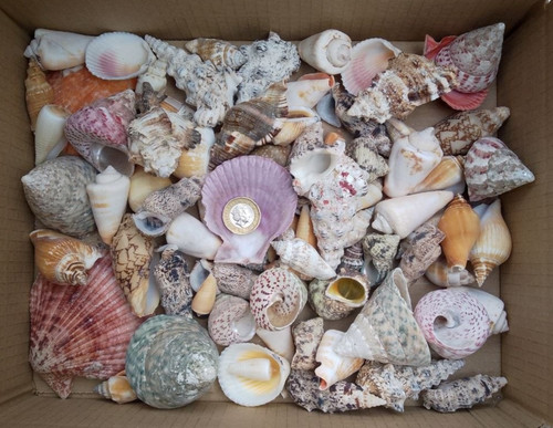 1kg mixed sizes species - species, grades