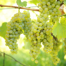 Grape Vitis Vroege Van Der