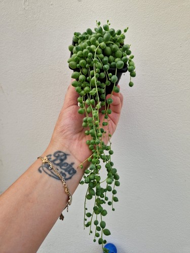 String pearls senecio - ,