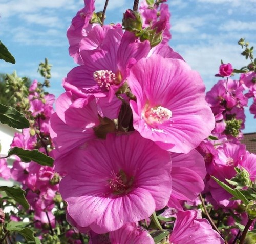 Lavatera burgundy wine - 2, x