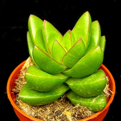 Crassula ben chunky - crassula, 'ben'