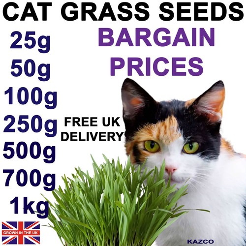 Cat grass seeds - seeds,