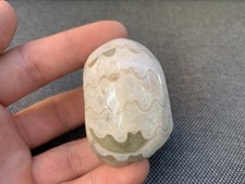 Polished Goniatite Metalegoceras Sp Rare Calcite Filled Fossil Timor-Leste