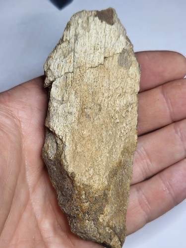 Large triceratops - 4.23",