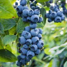 3 'Dixi' Blueberry Plants / Vaccinium cor. 'Dixi' 15-25cm In 9cm Pots