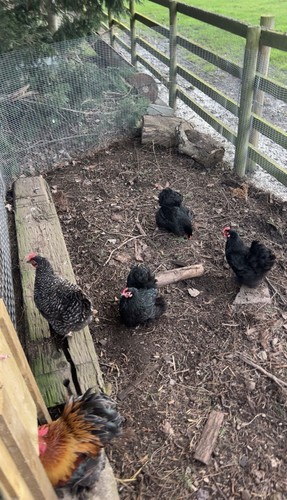 Mixed bantam eggs - mixed, 6