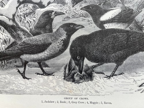 Antique lithograph jackdaw - antique,