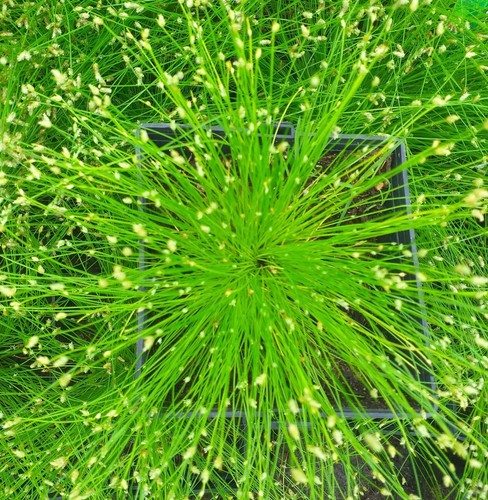 Scirpus cernuus fibre - scirpus,