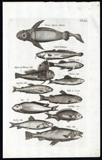 Antique Print-SALMON-GOBY-CARP-CYPRINUS-BARBEL-FISH-Jonston-Merian-1657