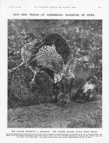 Amersham bucks the cocker - bucks,