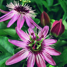 Passiflora ‘Victoria’ –