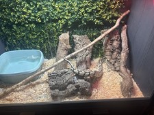 EXTRA LARGE VIVEXOTICS