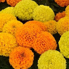 200 African Marigold Seeds -