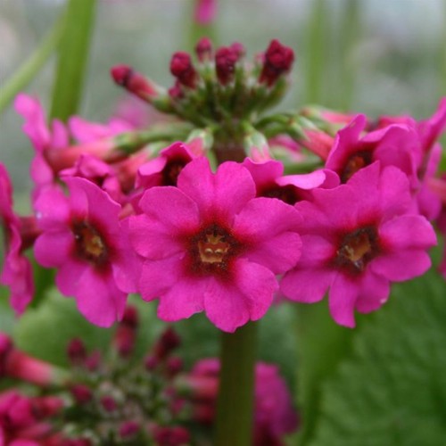 Primula pulverulenta plug