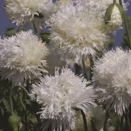 Poppy white swan papaver - -,