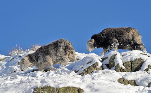 Photo 6x4 herdwick sheep - 6x4,