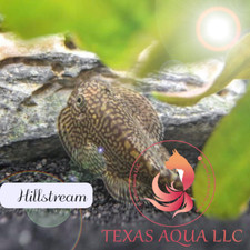 Hillstream loach top - 3,
