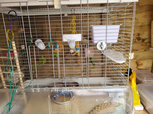 Vision bird cage - bird, ,in